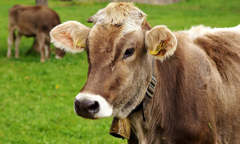 FAO lansează două inițiative globale pentru sustenabilitatea creșterii animalelor și sănătatea lor