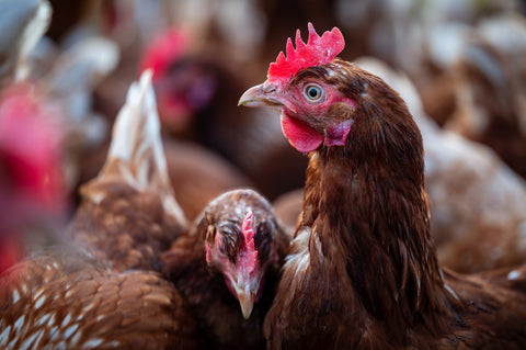 Oferta mondială de carne s-a cvadruplicat în șase decenii — dar inegalitățile persistă