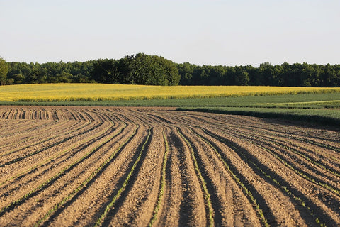 Cercetătorii de la Yale propun o metodă low-cost pentru eliminarea PFAS din solurile agricole