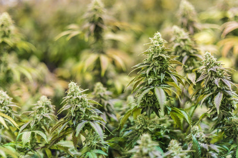 Canepa- intre limitari si oportunitati Proiect ADER 16.1.1 Cercetări privind potențialul de valorificare superioară a speciei Cannabis sativa în scop alimentar
